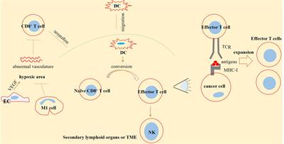 CD8+ T Cells in SARS-CoV-2 Induced Disease and Cancer—Clinical Perspectives